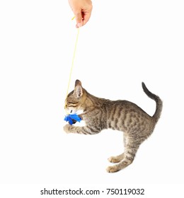 Cute kitten is played with a blue paper bow on a white background