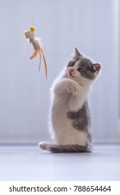 Cute Kitten Playing