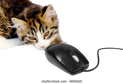 cute kitten playing with computer mouse isolated on white background