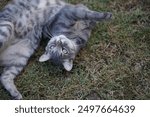 cute kitten playing in grass cat playing in field grass happy cat with stripes grey cat green eyes beautiful kitten healthy cat                              