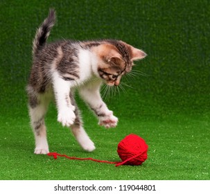 Cute Kitten Playing Red Clew Of Thread On Artificial Green Grass