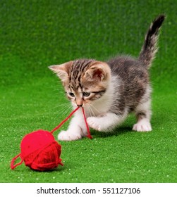 Cute Kitten Playing Red Clew Of Thread On Artificial Green Grass