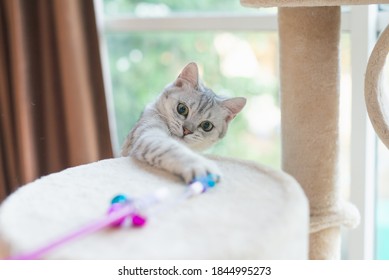 Cute Kitten Playing Toy On Cat Tower