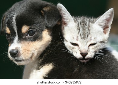 Cute Kitten And Puppy