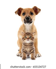 Cute kitten and puppy together on white background