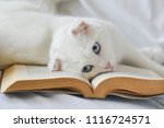 Cute kitten read a book