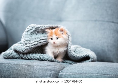 Cute kitten with scarf sitting on grey sofa - Shutterstock ID 1354984436