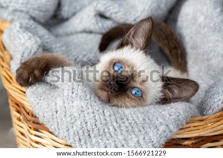 Cute kitten siamese cat indoor