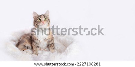 Cute Kitten sitting in her fur white cat bed. Comfortable pet sleep at cozy home. Portrait of Cat on the white background. Beautiful web banner with copy space. Kitten with big green eyes looks up.