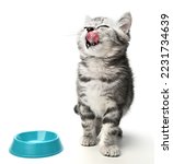 Cute kitten sitting, looking up and licking its lips waiting for yummy isolated on white background. Kitten grey striped posing in studio for print and promotional. Portrait little kitty