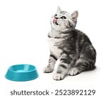 Cute kitten sitting, looking up and licking its lips waiting for yummy isolated on white background. Kitten grey striped posing in studio for print and promotional. Portrait little kitty