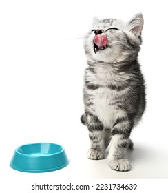 Cute kitten sitting, looking up and licking its lips waiting for yummy isolated on white background. Kitten grey striped posing in studio for print and promotional. Portrait little kitty - Shutterstock ID 2231734639