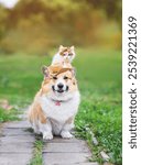 cute kitten sitting on hat dog corgi summer sunny day