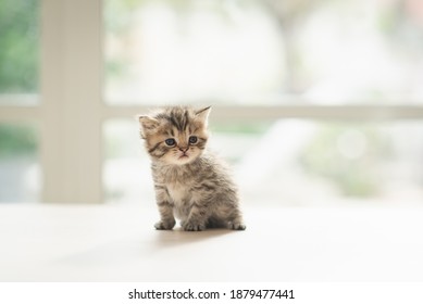 Cute kitten sitting on wooden table in living room - Shutterstock ID 1879477441