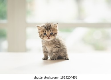 Cute kitten sitting on wooden table in living room - Shutterstock ID 1885204456