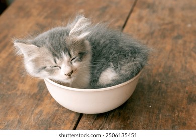 a cute kitten sleeping beautifully in a bowl on a wooden table - Powered by Shutterstock