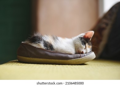 Cute kitten sleeping inside a shoe at home