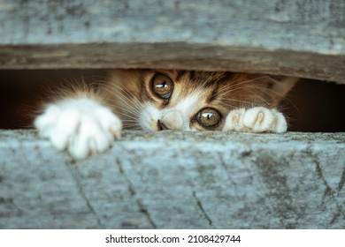 A cute kitten sneaking up a small space - Shutterstock ID 2108429744