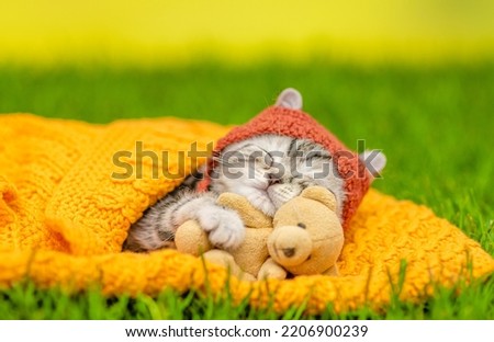 Cute kitten wearing warm hat hugs favorite toy bear and sleeps on plaid on green summer grass
