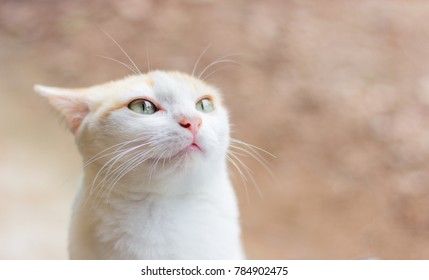 a cute kitten while it's watching something ahead