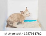 a cute kitten white-brown color excretes in the sandbox with white background.
