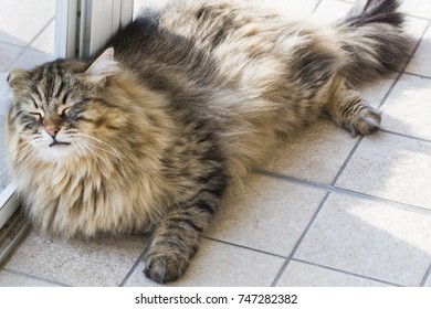 Cute Kitten Window Brown Mackerel Tabby Stock Photo 747282382