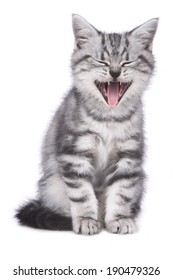 Cute kitten is yawning