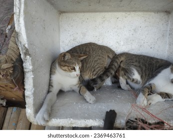Cute kittens are playing together in a white box and there are kittens on the left and there are also ones on the right. These are called village cats when categorized in our country because they are  - Shutterstock ID 2369463761