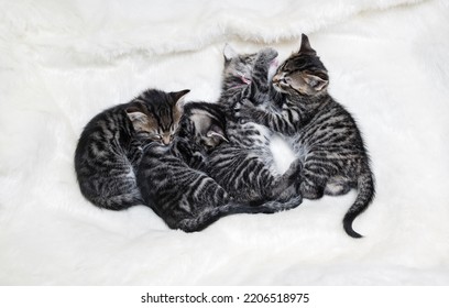 Cute Kittens Sleeping On White Fur Blanket. Flat Lay.