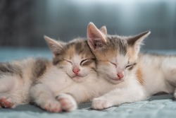 Cute Kittens With Small Pink Noses Sleep Sweetly On The Bed In The Bedroom. Pets Get Used To A New Home And Life Without A Mother Cat.