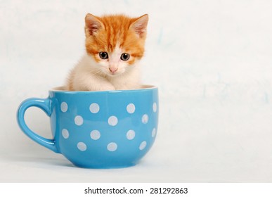 cat in a cup