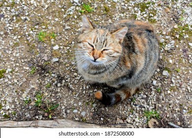 Cute Kitty Cat Smiled For The Camera. She Is Sitting With Her Tail Elegantly Wrapped Around Her Legs. She Is Looking Up At The Photographer.