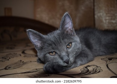 Cute kitty face. Portrait of a grey kitty. Kitty eyes. Cat eyes