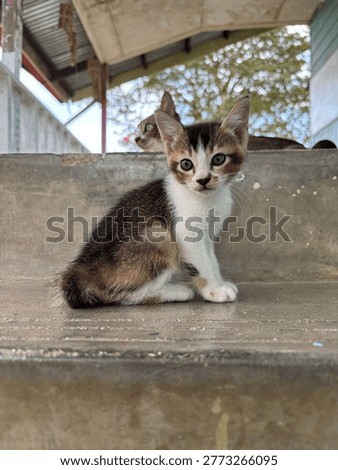 Cute kitty looking at something 