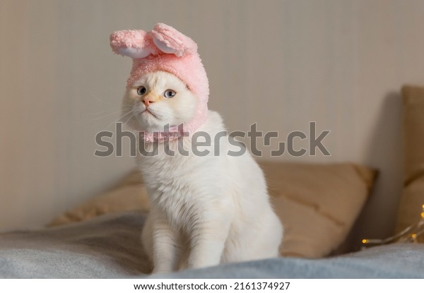 Cute\
kitty looks at the camera in a bunny costume. The cat is wearing a\
cute hat with bunny ears. Happy Easter\
concept.