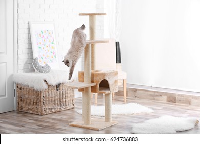 Cute Kitty On Cat Tree At Home