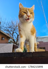 Cute Kitty Roaring Like A Lion King