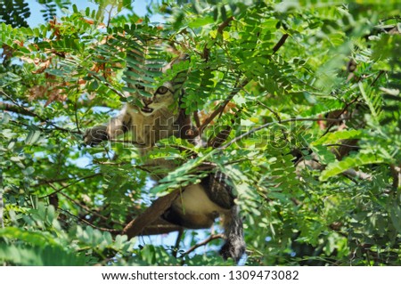 Cute kitty stuck in a tree