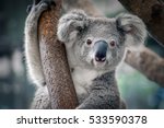 A cute koala.