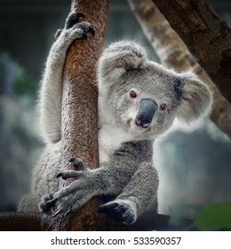 A cute  koala.