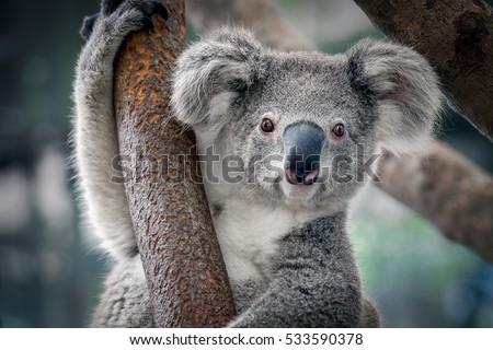 A cute koala.