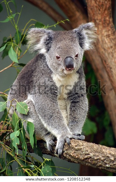 ユーカリの木にかわいいコアラ 動物園の野生動物 オーストラリア シドニー の写真素材 今すぐ編集