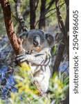 Cute koala bear resting on eucalyptus tree in its natural habitat on Magnetic Island, Queensland, Australia. The island is a holiday destination 8 km offshore of Townsville.