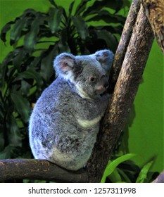 Cute Koala Bear resting in a tree
