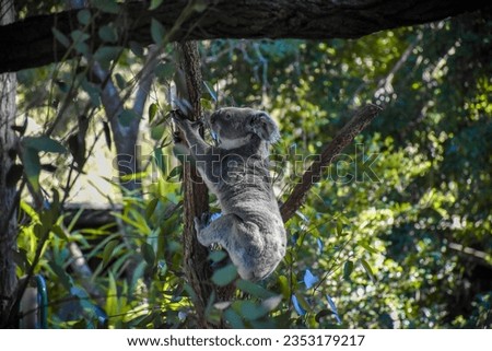 Cute koala on the tree The background is a forest of trees,Soft sunlight.
