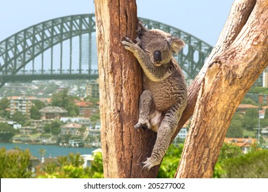 Cute Koala In Sydney, Australia