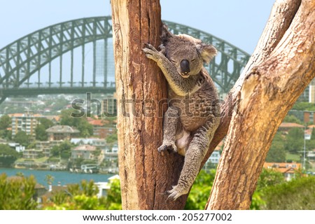 Cute Koala in Sydney, Australia