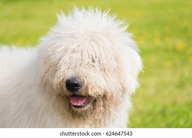 Dog Komondor Images Stock Photos Vectors Shutterstock