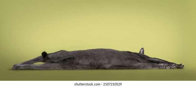 Cute Korat Cat, Laying Down Fully Stretched Showing Belly.. Isolated On A Pastel Soft Green Solid Background.