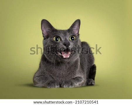 Cute Korat cat, laying down side ways facing front. Looking beside and away from camera with amazing green eyes. Mouth open saying meow. Isolated on a pastel soft green solid background.